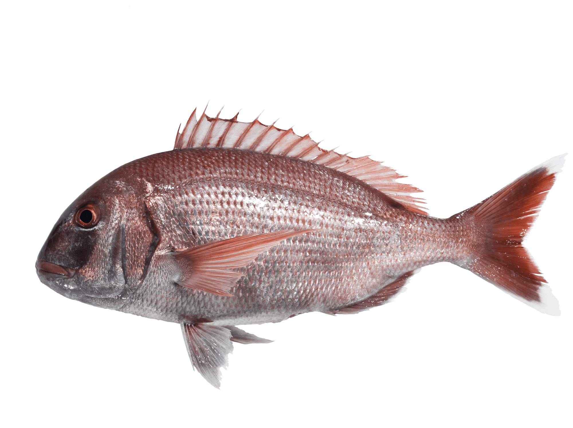 menu-fishify