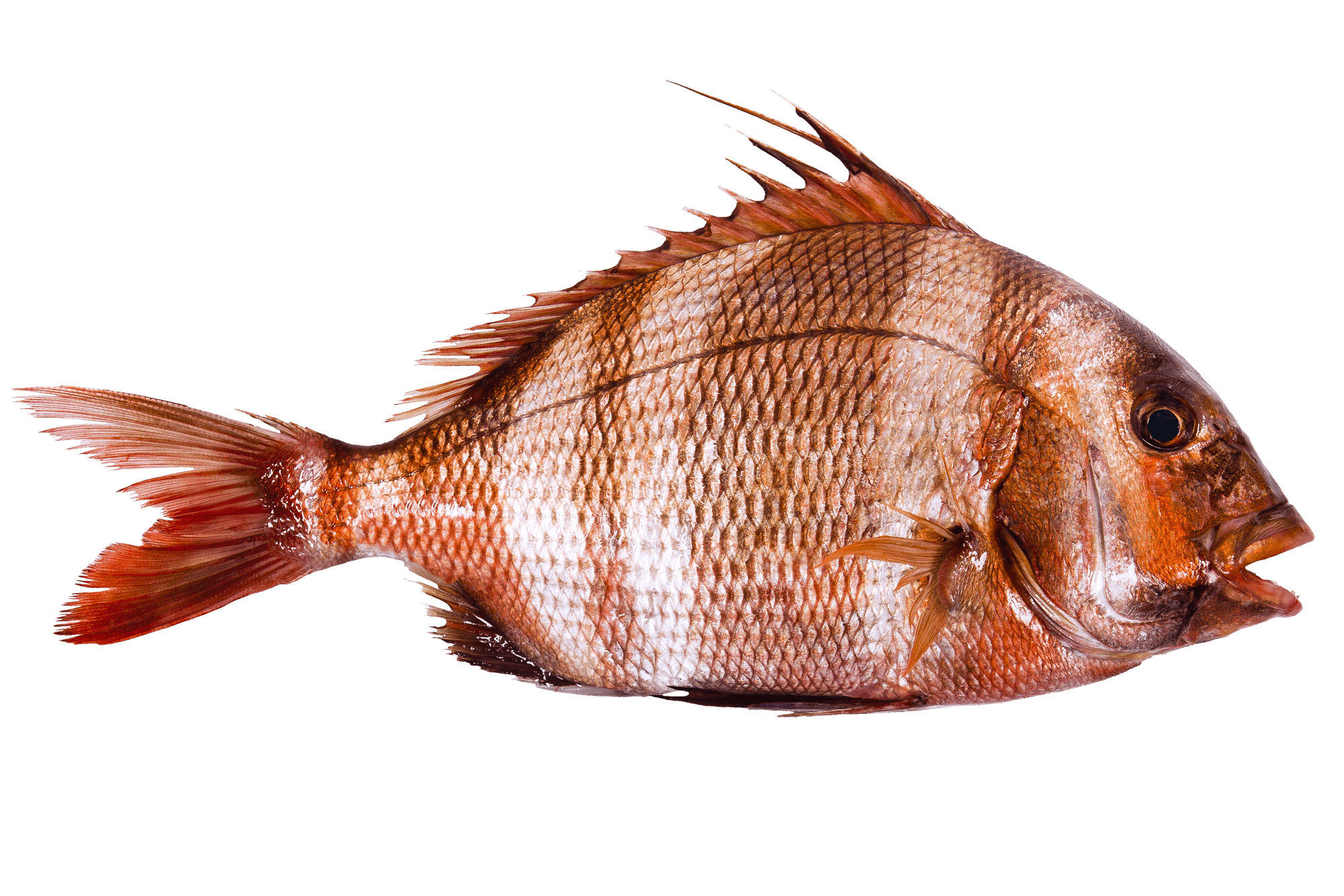 menu-fishify